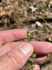 Symphyotrichum anomalum
