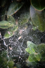 Frontinella pyramitela