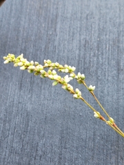 Persicaria punctata