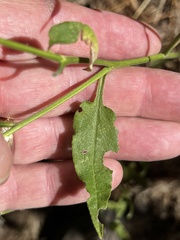 Symphyotrichum anomalum