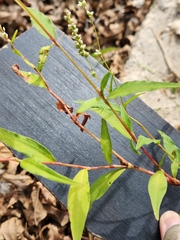 Persicaria punctata
