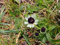 Eryngium humile
