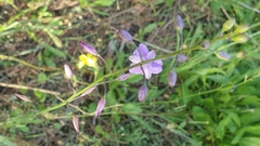 Arthropodium