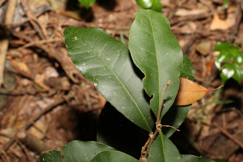 Image of Notelaea johnsonii by (c) Greg Tasney, some rights reserved (CC BY-SA)