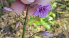 Arthropodium