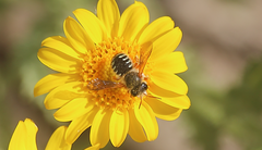 Anthidium decaspilum