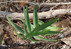Asclepias asperula