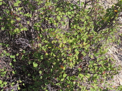 Amelanchier utahensis