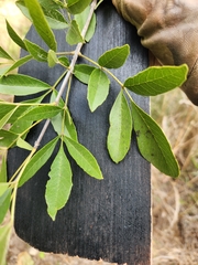 Fraxinus berlandieriana