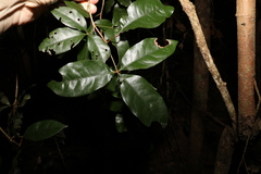 Heritiera trifoliolata