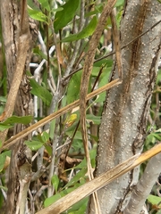 Fraxinus berlandieriana