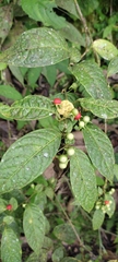 Capsicum lycianthoides