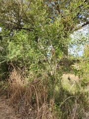 Fraxinus berlandieriana