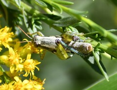 Paraidemona