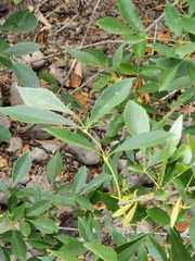 Fraxinus berlandieriana
