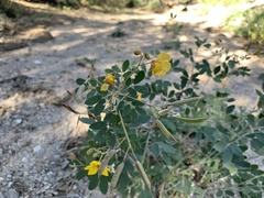 Senna covesii