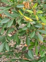 Fraxinus berlandieriana
