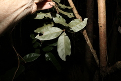 Heritiera trifoliolata