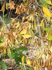 Fraxinus berlandieriana