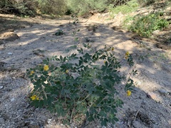 Senna covesii