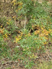Fraxinus berlandieriana