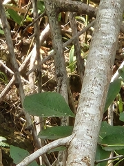 Fraxinus berlandieriana