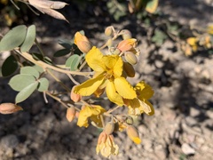 Senna covesii