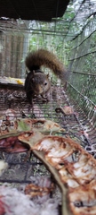 Sciurus granatensis
