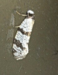 Lepidoscia stenomochla