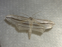 Arcobara multilineata