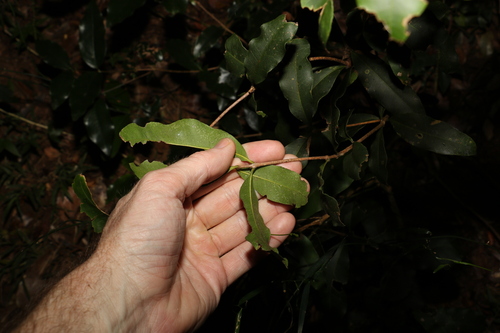 Image of Notelaea johnsonii by (c) Greg Tasney, some rights reserved (CC BY-SA)