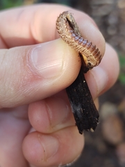 Pseudopolydesmus erasus