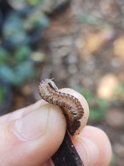 Pseudopolydesmus erasus