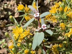 Euphorbia pediculifera