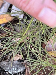 Coreopsis verticillata
