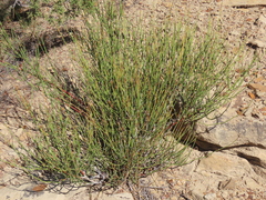 Ephedra viridis