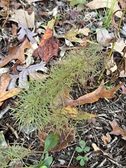 Coreopsis verticillata
