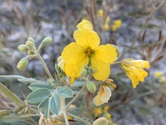 Senna covesii