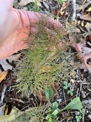 Coreopsis verticillata