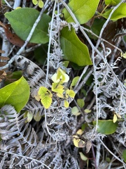 Symphoricarpos mollis