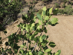 Fraxinus anomala