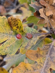 Xanthoteras eburneum