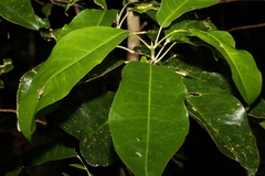 Sarcomelicope simplicifolia