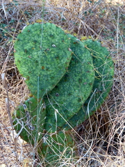 Opuntia orbiculata