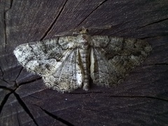 Peribatodes ilicaria