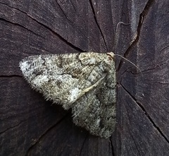 Peribatodes ilicaria