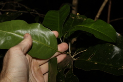 Sarcomelicope simplicifolia