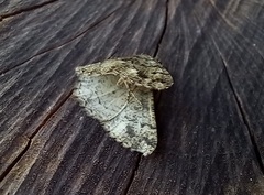 Peribatodes ilicaria