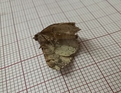 Peribatodes ilicaria