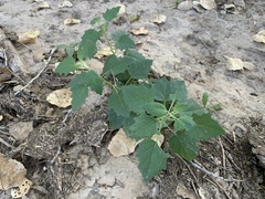 Physalis hederifolia